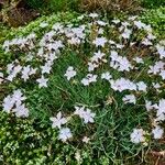 Dianthus plumarius Habit