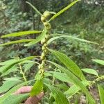 Carpesium abrotanoides Blüte