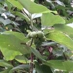 Cordia subcordata Fruto