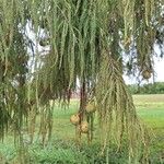 Cupressus cashmerianaФрукт