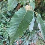 Castanea sativa Likasa