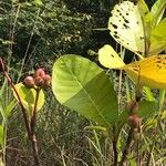 Dillenia suffruticosa Leaf