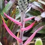 Aechmea pineliana Flower