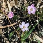 Claytonia rosea फूल