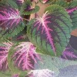 Coleus decurrensBlad