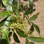 Lithraea molleoides Hoja