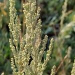 Artemisia caerulescens Flor