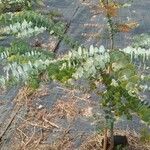 Eucalyptus pulverulenta Blad