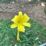 Hemerocallis minor Flors