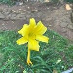 Hemerocallis minor Flor