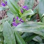 Veronica × andersonii Květ