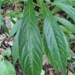 Lobelia persicifolia Leaf