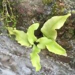 Asplenium sagittatum Deilen