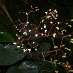 Begonia multinervia Kwiat