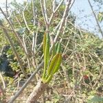 Jatropha podagrica Blad