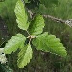 Sorbus intermedia Лист