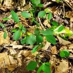 Euphorbia graminea Blad