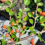 Cotoneaster nan-shan ഇല