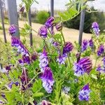 Vicia villosa Flor