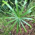 Cyperus luzulae Levél