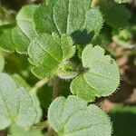 Veronica hederifolia Leaf