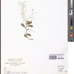 Wahlenbergia persimilis Other