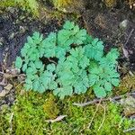 Dicentra cucullaria Лист