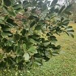 Psidium cattleyanum ഇല