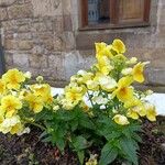 Nemesia strumosa Lorea