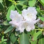 Rhododendron decorum Flor