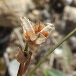 Romulea columnae Frucht