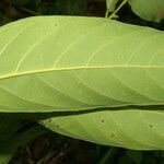 Nectandra hihua Feuille