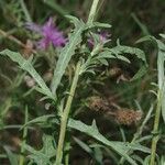 Centaurea decipiens Otro