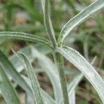 Ranunculus illyricus Leaf