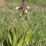 Bellevalia trifoliata Habitus