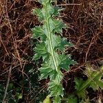 Carduus pycnocephalus Leaf