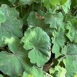 Alchemilla acutiloba Φύλλο