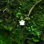 Utricularia striatula Blüte