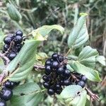 Rhamnus cathartica 果實