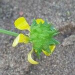 Ranunculus muricatus 果実