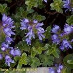 Veronica nummularia 形態