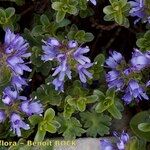 Veronica nummularia Habit