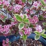 Weigela floridaFlor