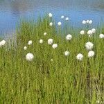 Eriophorum scheuchzeri Pokrój