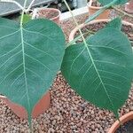 Ficus religiosa Leaf