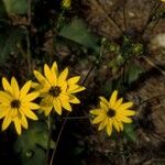 Helianthus atrorubens Habitus