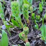 Rhodiola integrifolia Frunză