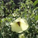 Hibiscus lunariifolius Outro