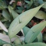 Ruscus hypophyllum Blatt