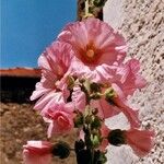 Alcea rosea Цветок
